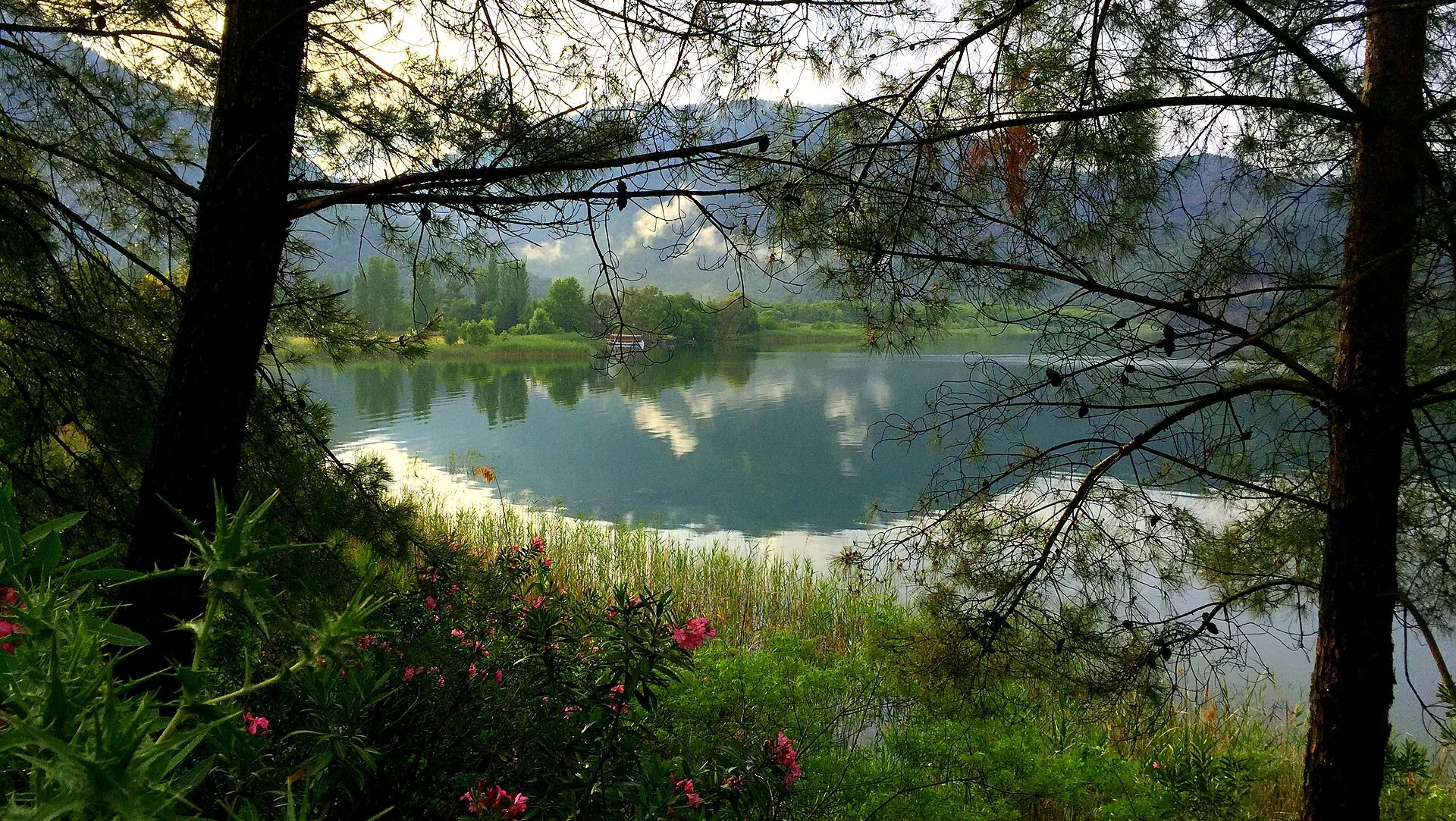 Oleanders blooming on a still lake shore near Dalyan